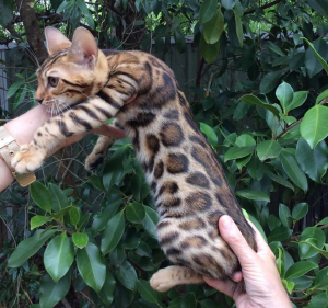 Aziz Bengal Cat in the arms