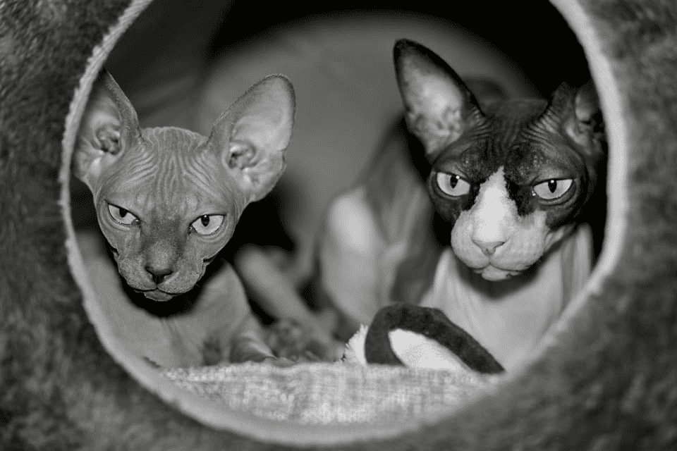 Cosmickatz sphynx Registered Sphynx breeder