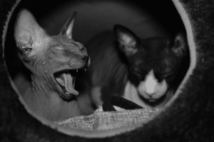 Cosmickatz sphynx Cats in the cat house