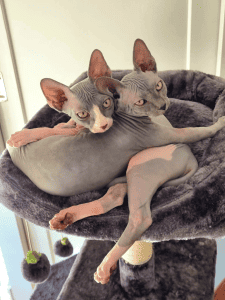 Cosmickatz sphynx Cats hugging on a stand