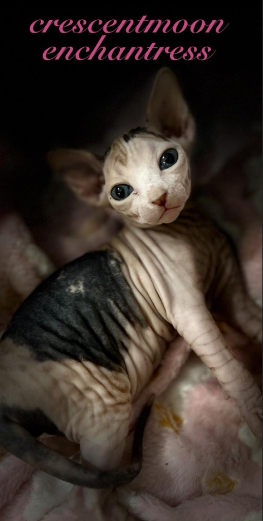 Crescentmoon Sphynx kitten on a blanket