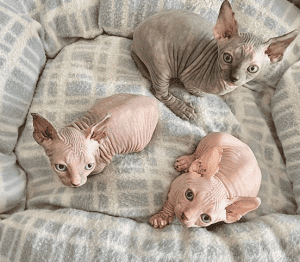 Furrvelvet Sphynx kittens in bed