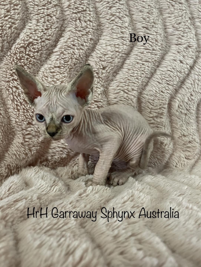 Garraway HRH Sphynx kitten on the sofa