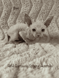 Garraway HRH Sphynx kitten on the sofa