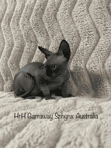 Garraway HRH Sphynx kitten on the sofa