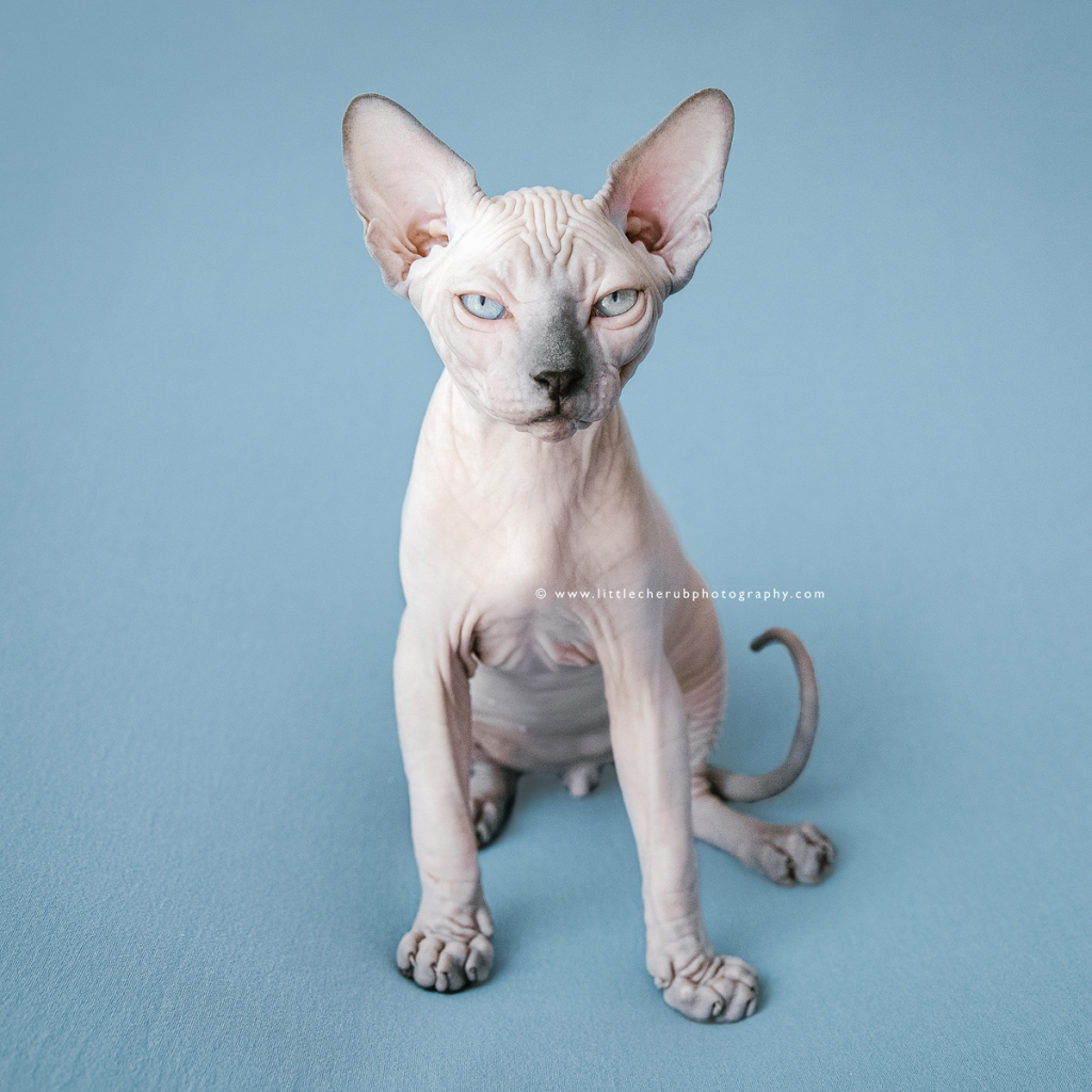 Little Lord Sphynx Cat