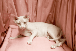 Manis Sphynx Cat on the pillow