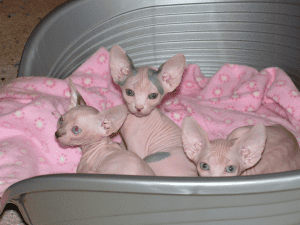 Manis Sphynx Kittens on a blanket