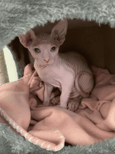 Manis Sphynx kitten on a blanket