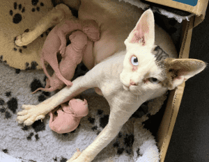 Manis Sphynx Cat feeding kittens