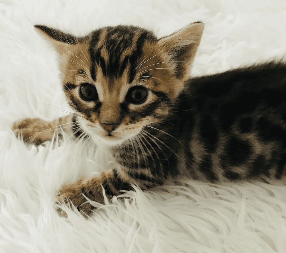 Alphajag Bengals kitten on the rug