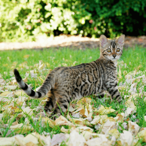 Ashmiyah Bengal Cat walking