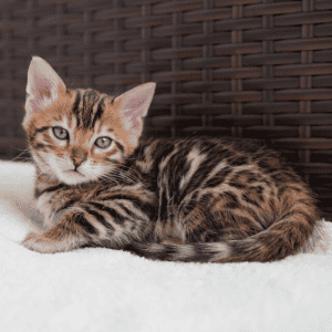 Ashmiyah Bengal kitten on a blanket