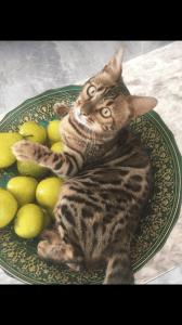 Aziz Bengal Cat in a bowl of apples