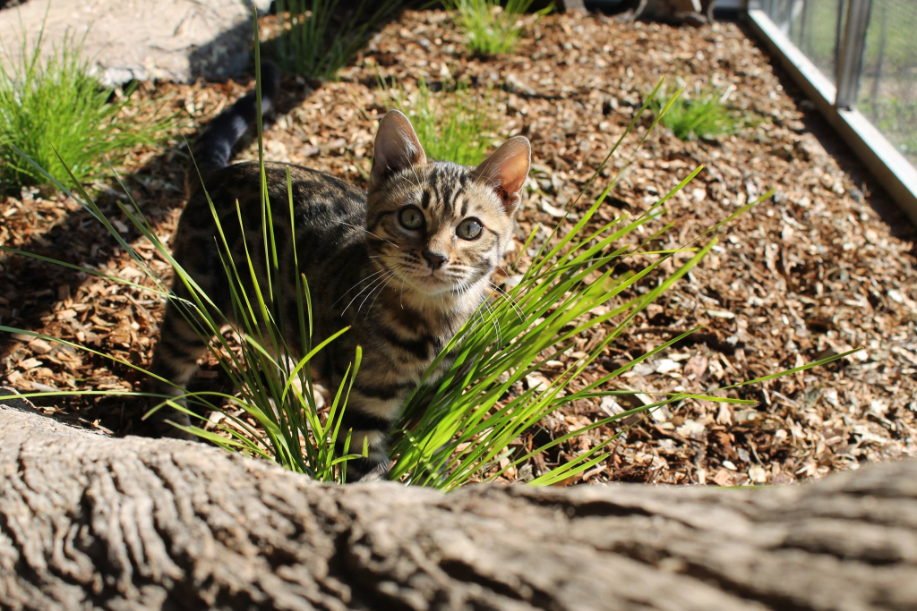 BAIRNSDALE BENGALS Cat on the grass