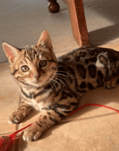 BAIRNSDALE BENGALS Cat on the carpet