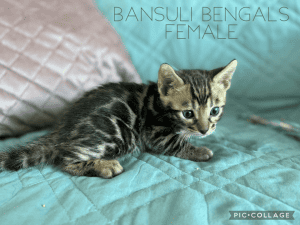 Bansuli Bengal kitten on a blanket