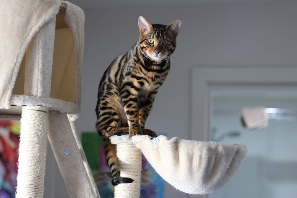 Benonara bengal Cat on a stand