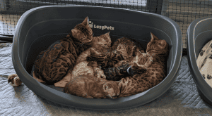 Benonara bengal Cat with kittens