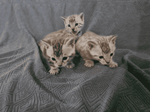 Benonara bengal kittens on a blanket