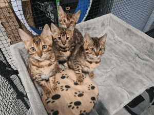 Benonara bengal kittens on a stand