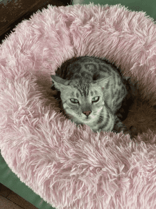 Biboohra Bengals Cat on a pillow