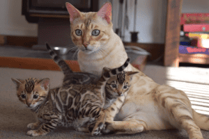 Cairngorm Bengal Cat with kittens