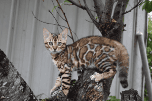 Cairngorm Bengal kitten on the tree