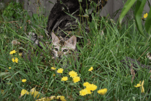 Cairngorm Bengal kitten in the grass
