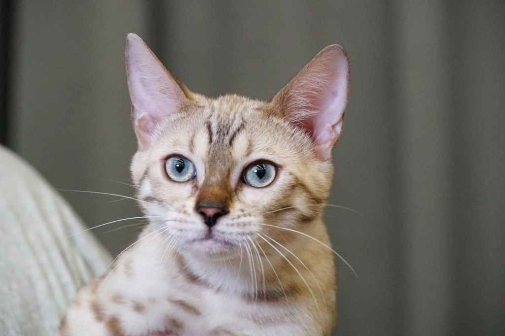 CATAMOUNT BENGALS Cat