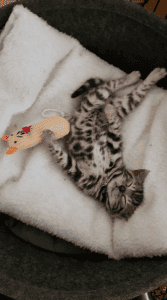 CATAMOUNT BENGALS kitten in bed