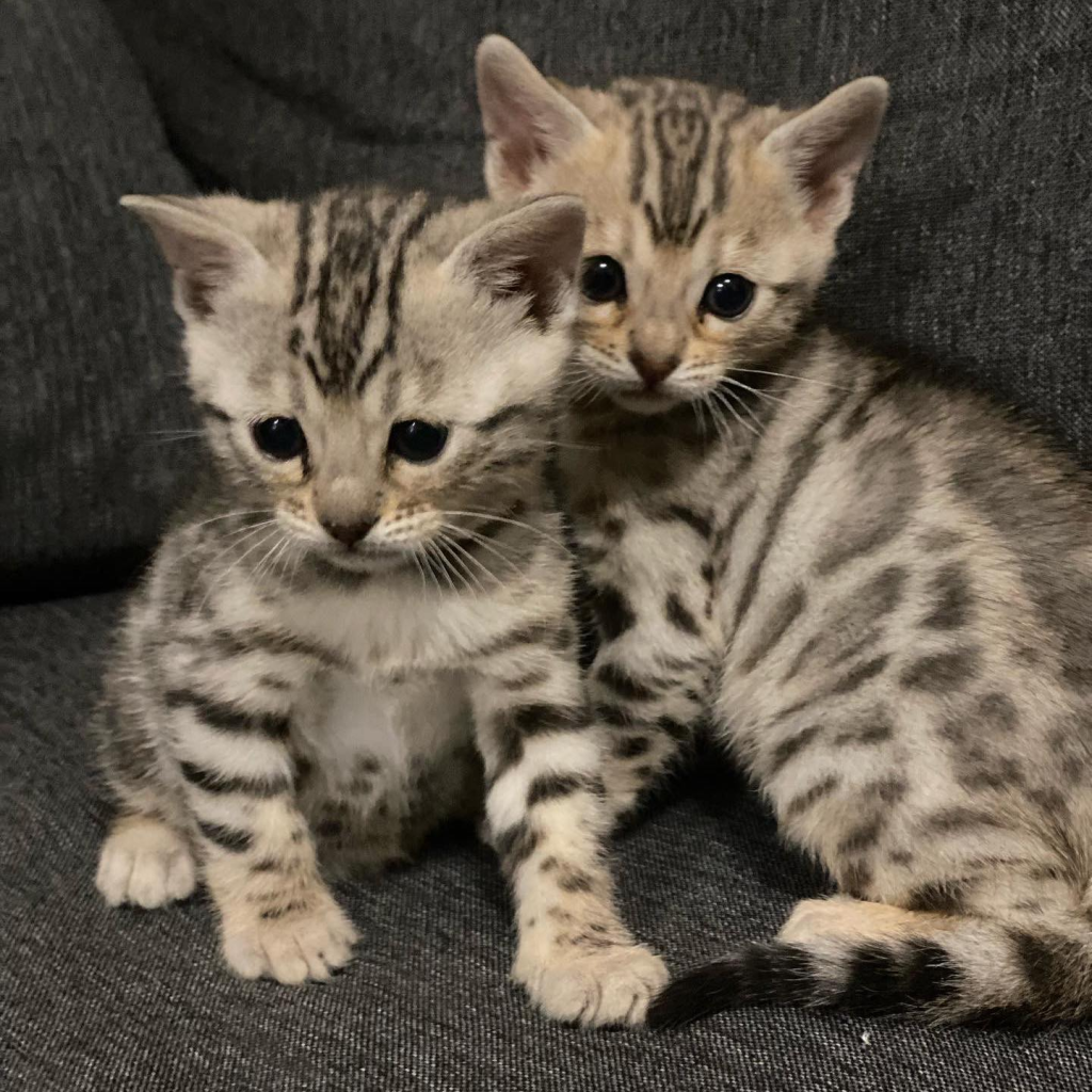 DMAC BENGAL kittens on the chair