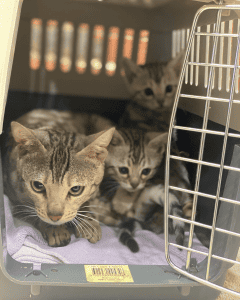 DMAC BENGAL Cat with kittens in a carrier