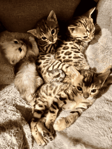 Estella Bengals kittens on a blanket