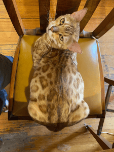 Estella Bengals Cat on a chair