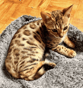 Estella Bengals kitten on a blanket
