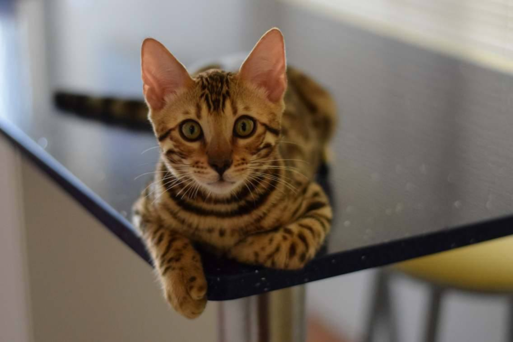 Jabring Bengals Cat on the table