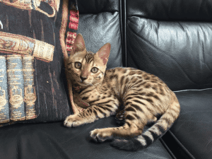 Jabring Bengals kitten on the couch