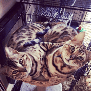 Jabring Bengals Cats on a stand