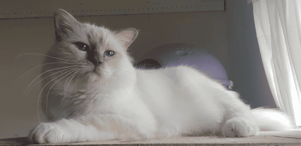 Akissi Birmans Cat on a stand