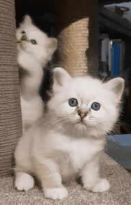 Akissi Birmans kittens on a stand