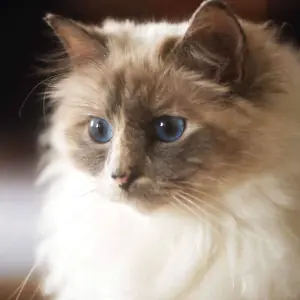 Blaxhaven Birmans Cat