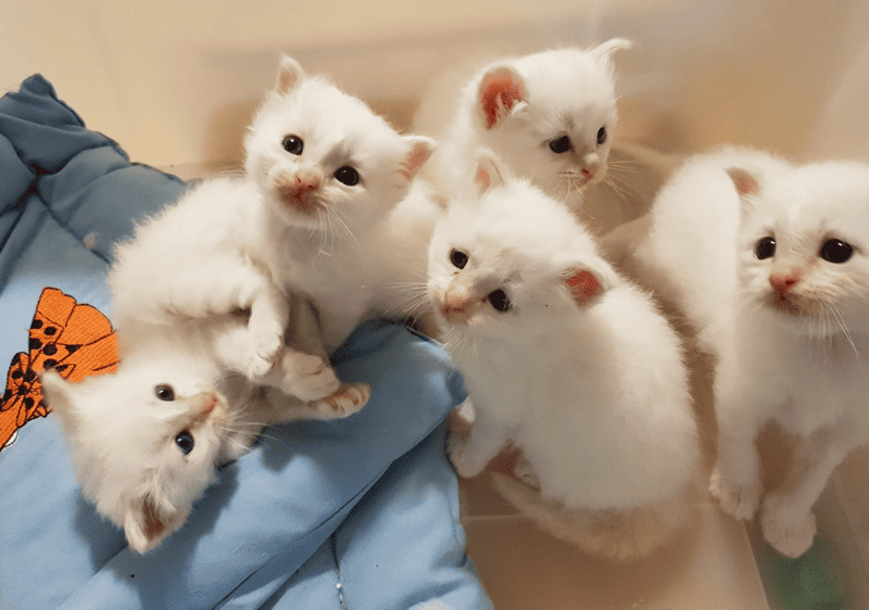 BOBBYSOCKS BIRMANS kittens