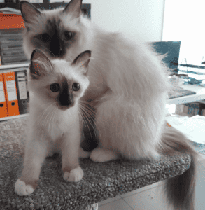 BOBBYSOCKS BIRMANS Cat and kitten on a stand