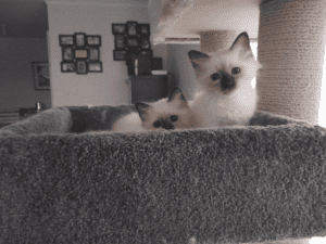 BOBBYSOCKS BIRMANS kittens on a stand