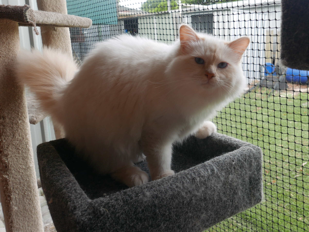 Feanor Birmans Cat on a stand