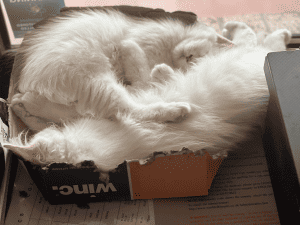 Feanor Birmans kittens laying down in a box