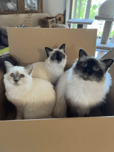 Jazmena Birmans Cats in the box