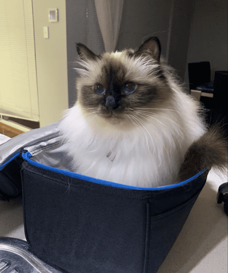 Jillijamila Birmans Cat in a carrier