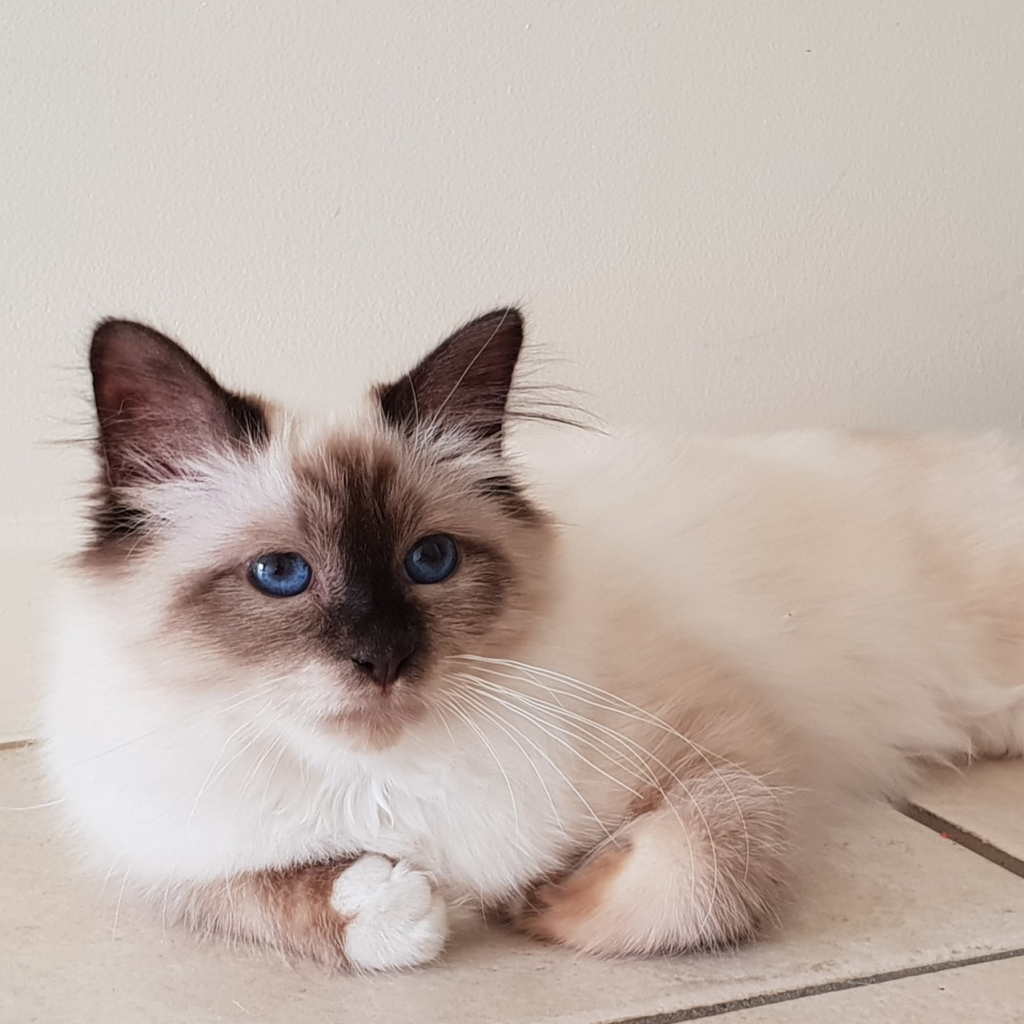 Jodalyn Birmans Cat